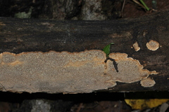 Dentocorticium portoricense