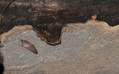 Dentocorticium portoricense
