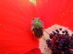 Pygopleurus israelitus