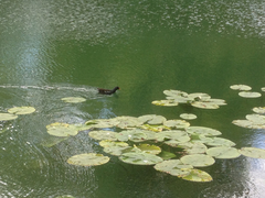 Gallinula chloropus