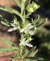 Teucrium trifidum
