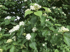 Cornus alba
