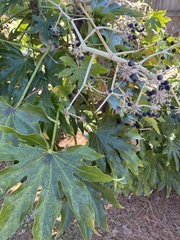 Fatsia japonica