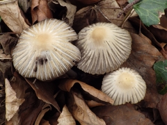Coprinellus impatiens