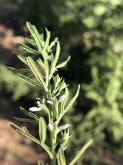 Teucrium trifidum