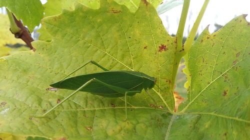 Australian Common Garden Katydid photo 4