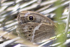 Pampasatyrus gyrtone