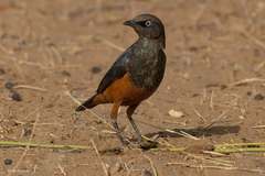 Lamprotornis pulcher