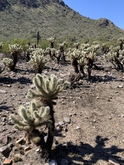 Cylindropuntia bigelovii