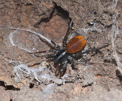 Castianeira occidens