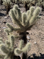 Cylindropuntia bigelovii
