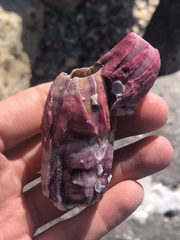 Megabalanus tintinnabulum