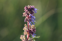 Salvia verticillata