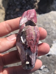 Megabalanus tintinnabulum