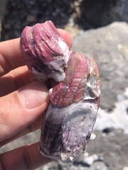 Megabalanus tintinnabulum
