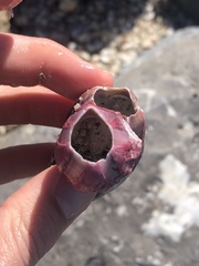 Megabalanus tintinnabulum