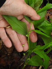 Polygonatum latifolium
