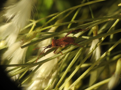 Leptoglossus concaviusculus