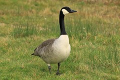 Branta canadensis