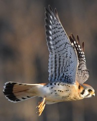 American Kestrel photo 3