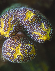 Botrylloides magnicoecus