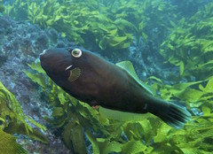 Eubalichthys bucephalus