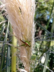 Conocephalus ochrotelus
