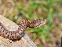 Vipera aspis zinnikeri