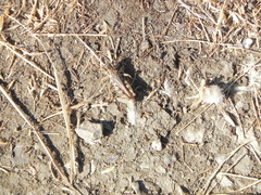 Melanoplus devastator