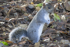 Sciurus carolinensis