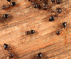Phruronellus formica