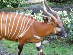Tragelaphus