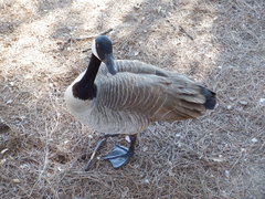 Branta canadensis
