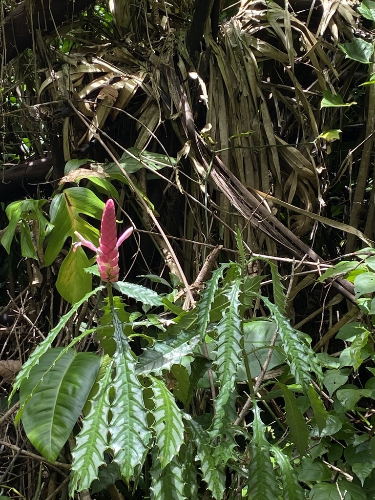 Aphelandra lasiandra