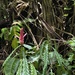 Aphelandra lasiandra - Photo (c) Maíra Santos, algunos derechos reservados (CC BY-NC), subido por Maíra Santos