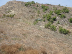 Hypericum canariense