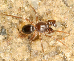 Scotinella