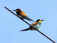 Merops apiaster