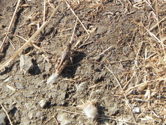 Melanoplus devastator