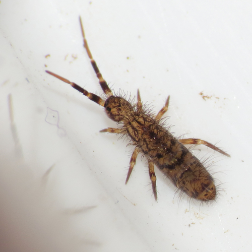 Shaggy Springtail, photo 4 of 10