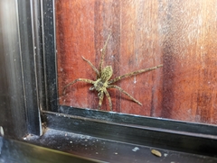 Cupiennius coccineus