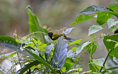 Loxipasser anoxanthus