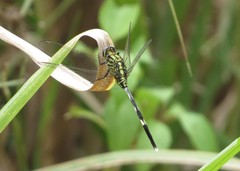 Orthetrum sabina