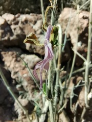 Anisacanthus puberulus