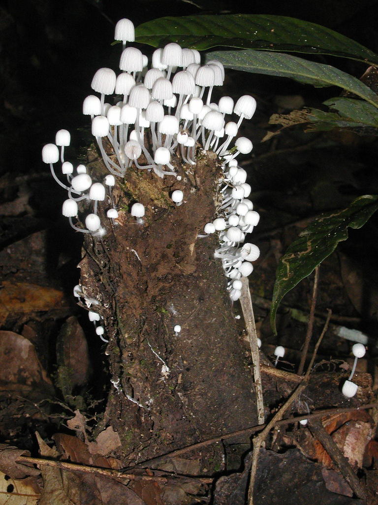 Coprinellus disseminatus · July 2005 · photo: © cstobie (iNaturalist, cc-by)