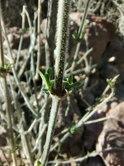 Anisacanthus puberulus