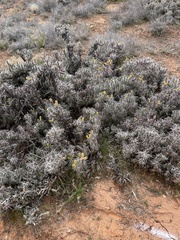 Cylindropuntia whipplei