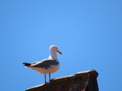 Larus michahellis