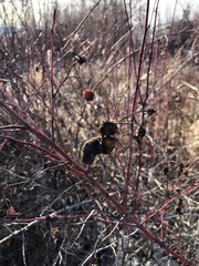 Diplolepis variabilis