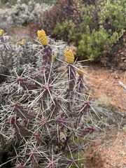 Cylindropuntia whipplei